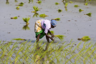 Belgesel yayın görüntü. Kimliği belirsiz kadın çeltik içinde yeni mahsul bitki pirinç sürgünler nakledilen.