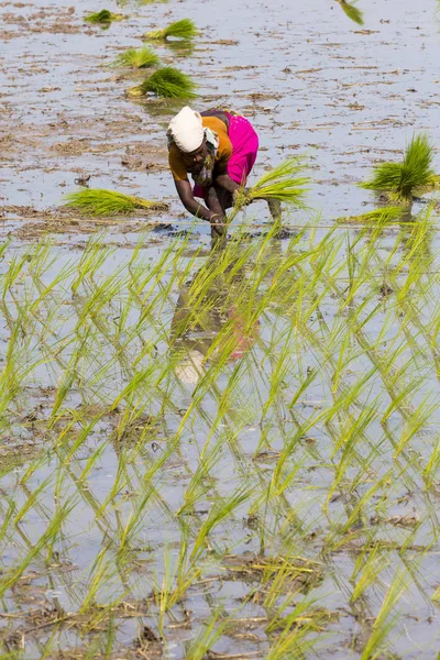 Dokumentär redaktionell bild. Oidentifierade kvinnor transplanterade ris skott de plantera nya grödan i risfält. — Stockfoto