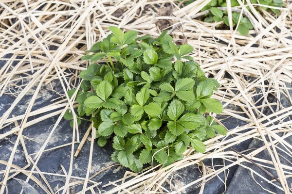 年轻的草莓植物生长的秸秆覆盖一张床上 — 图库照片