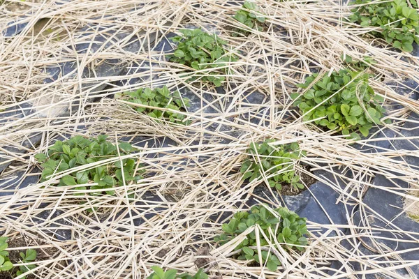 Young Strawberry Plants growing on a bed of straw mulch — Zdjęcie stockowe