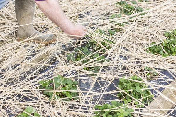 年轻的草莓植物生长的秸秆覆盖一张床上 — 图库照片