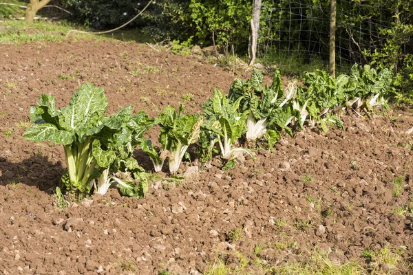 Sveitsiske Chard vokser – stockfoto