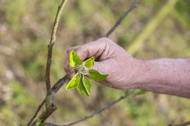 Yeni yapraklar gösterilen bahçıvan el ile genç kiraz ağacı.