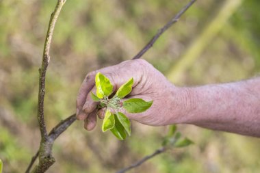 Yeni yapraklar gösterilen bahçıvan el ile genç kiraz ağacı.