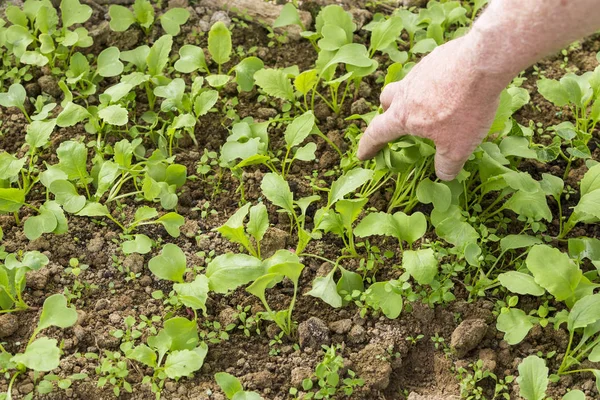 Young radish plants with hand of senior gardener. Permaculture