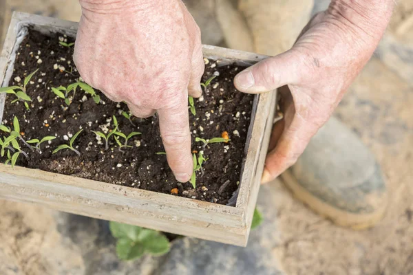 Το χέρι του κηπουρού σπορά ντομάτας σπόρους στο έδαφος. Νωρίς την άνοιξη προετοιμασίες για τη σεζόν στον κήπο. — Φωτογραφία Αρχείου