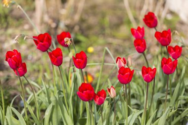 Yeşil çayır arka plan üzerinde kırmızı çiçekler.