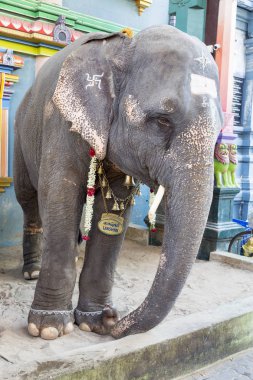 Fil turistler için Tapınak, Tamil Nadu, Hindistan'ın girişinde dekore edilmiştir.