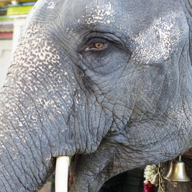 Tapınak, Tamil Nadu, Hindistan'ın girişinde dekore turistler için fil yakın çekim