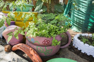 Olağandışı çiçek Bahçe yatakta. Eski araba lastikleri çiçek yataktan. flowerbed tasarım. Bahar, yaz, Bahçe. makine lastikleri kullanımı. İkinci hayat şeyler. Atık yönetimi