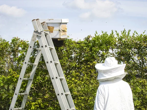 Portrait of beekeeper in protective clothing holding smoker near scale while standing at apiary — Stok Foto