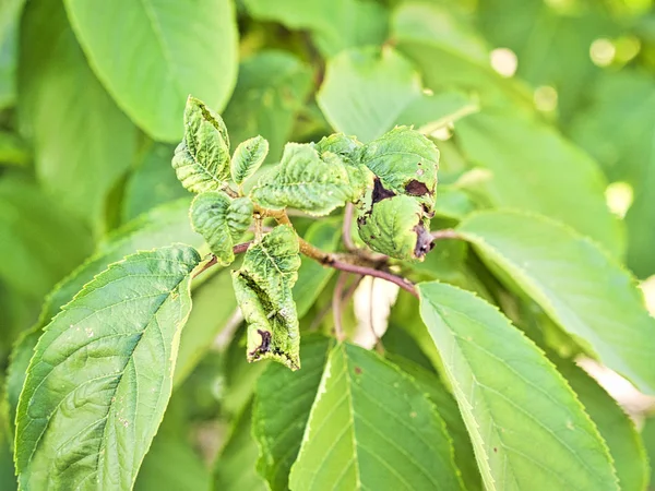 果枝，叶皱，叶受黑蚜虫影响。 樱桃蚜虫，樱桃树上的黑色苍蝇 — 图库照片