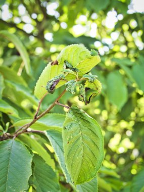 Siyah yaprak bitinden etkilenmiş, buruşuk yapraklı bir meyve dalı. Kiraz bitleri, kiraz ağacında kara sinek.