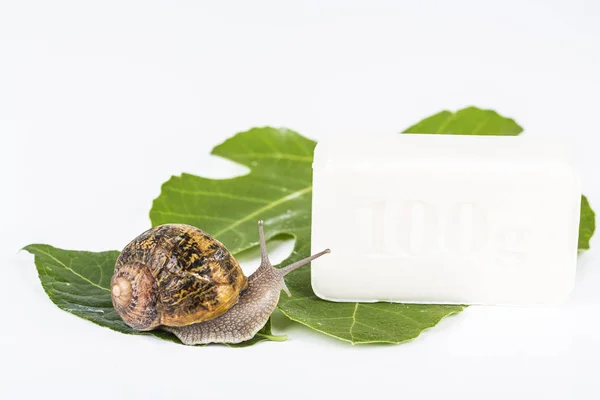 Cosmetics made with snail slime. Very healthy and organic products. — Stock Photo, Image