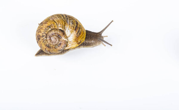 Brown snail on white background