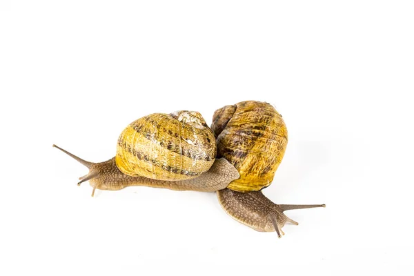 Due grandi lumache marroni al momento della riproduzione — Foto Stock