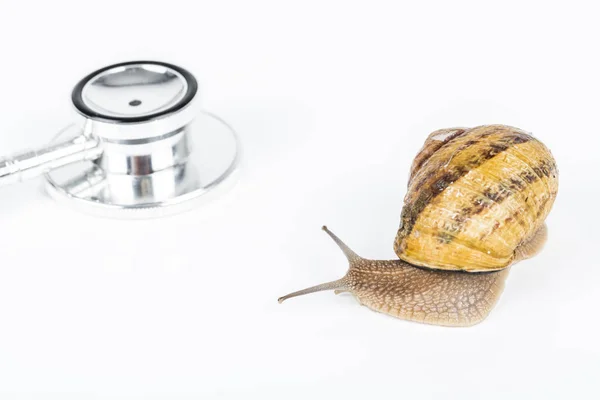 Stethoscope and big brown snail alive on white background — Stock Photo, Image