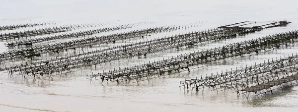 Coquilles d'huîtres dans l'eau sur la plage — Photo
