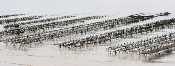 Устриці снаряди у воді на пляжі — стокове фото