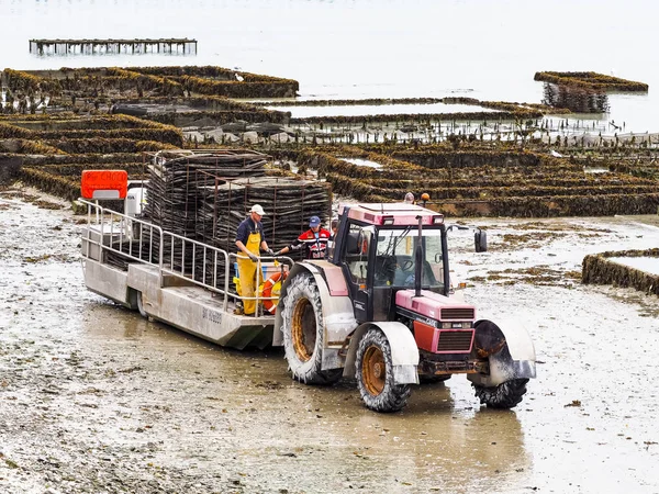 Oesterlandarbeiders met trekker en aanhanger in Frankrijk — Stockfoto