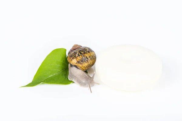 Cosmetics made with snail slime. Very healthy and organic products. — Stock Photo, Image