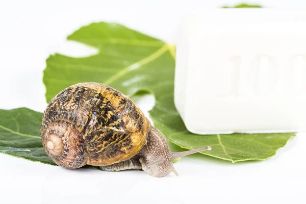 Cosmetics made with snail slime. Very healthy and organic products. — Stock Photo, Image