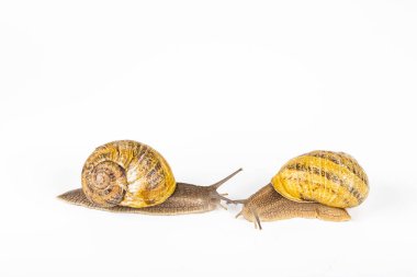 Bahçe salyangozları beyaz arka planda yarış