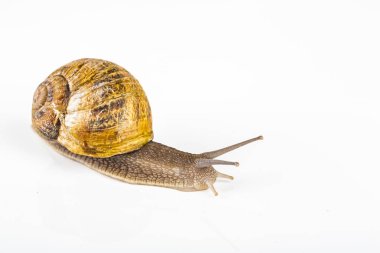 beyaz zemin üzerinde kahverengi salyangoz