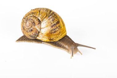 beyaz zemin üzerinde kahverengi salyangoz