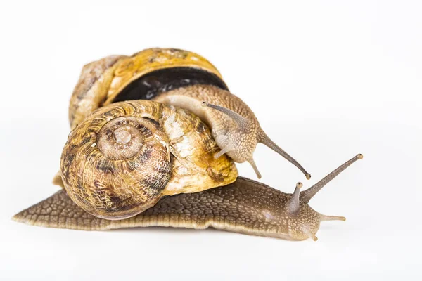 Two big brown snails at reproduction time — Stock Photo, Image