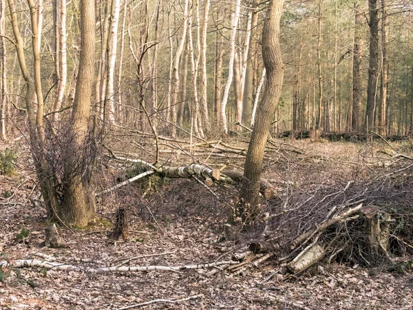 Detail Fallen Tree Small Stream Forest End Autumn Season Nature — Stock Photo, Image