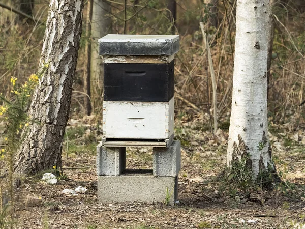 Trä Bikupa Med Bin Bikupa Skogen Horisontellt Foto — Stockfoto