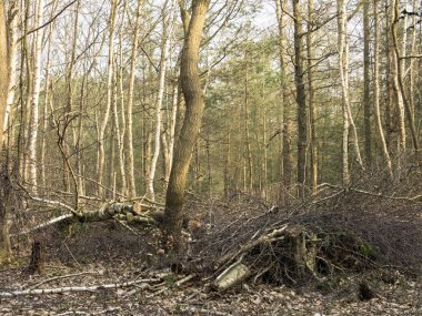 Fransa 'da, sonbahar mevsiminin sonunda bir ormanın içindeki küçük bir derede devrilen ağaçların ayrıntıları.