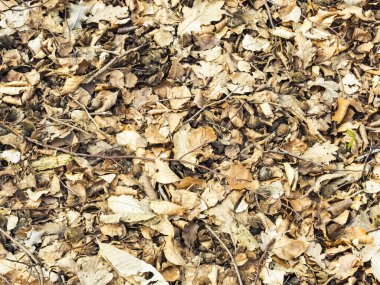 Sonbaharda arkaplan olarak uygun soyut sonbahar yaprakları