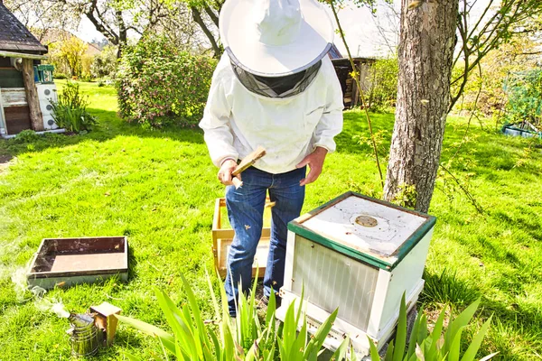 Μελέτη Των Μελισσών Οποία Περιλαμβάνει Μελέτη Των Μελισσών Είναι Γνωστή — Φωτογραφία Αρχείου