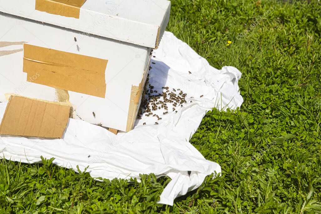 A white catch hive on sheet is used to catch honey bees from other colonies that are swarming image with copy space in landscape format. Authentic scene of life