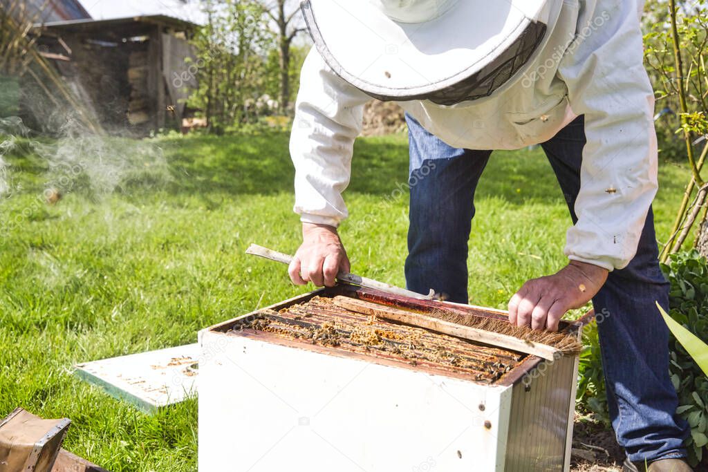 Horizontal photo of a beekeeper in white protection suit and denim standing behind a beehive with frame grip tool and an empty frame in hands. Authentic scene of apiculture