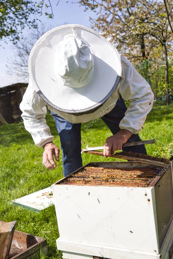 Beekeeper pulling out wooden frame with honeycomb from beehive using frame grip tool. To rotate brood, to run a bee-yard, to split a hive, to check the spring build-up . Authentic scene of rural life