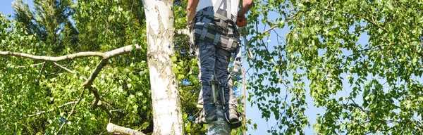 Närbild Mogen Professionell Manlig Träd Trimmer Hög Topp Björk Träd — Stockfoto