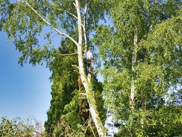 成熟したプロの男性のツリートリマーガス動力のチェーンソーとトップ白樺の木の切断枝に高く 安全な仕事のためのヘッドギアで接続されています 危険な仕事を管理する専門家 — ストック写真