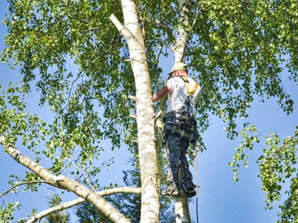 トップ白樺の木の切断枝でガス動力チェーンソーで高い成熟したプロの男性の木のトリマーをクローズアップし 安全な仕事のためのヘッドギアで接続されています 危険な仕事をする専門家 — ストック写真
