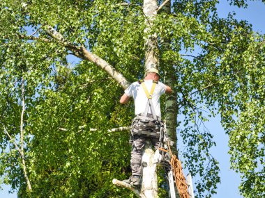 Yakın planda, ağaçların tepesindeki huş ağacının tepesindeki olgun erkek ağaç budayıcı gaz testeresiyle dallar kesiyor ve güvenli bir iş için başlık takıyor. Tehlikeli işler yapan bir uzman..