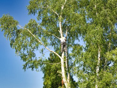 Yetişkin profesyonel ağaç budayıcı, huş ağacının tepesinde, gaz testeresiyle ağaç dalları kesiyor ve güvenli bir iş için başlık takıyor. Tehlikeli işleri kontrol etme uzmanı.