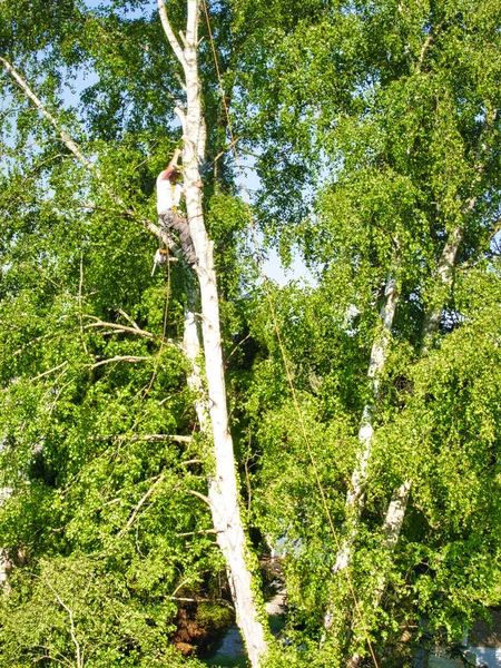 Gammal Professionell Manlig Trädtrimmer Hög Topp Björk Träd Skära Grenar — Stockfoto