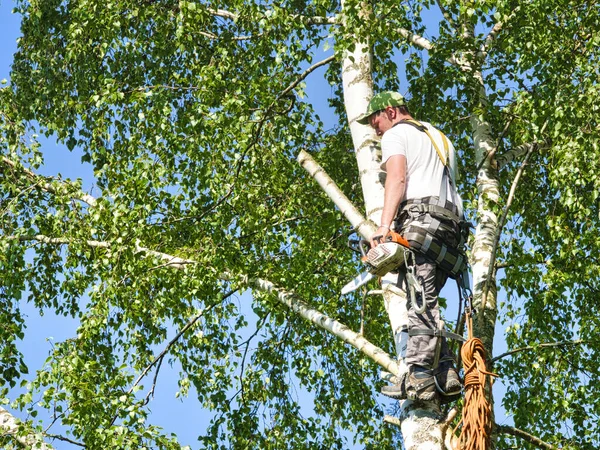 Close-up mature professional male tree trimmer high in top birch tree cutting branches with gas powered chainsaw and attached with headgear for safe job. Expert to do dangerous work.
