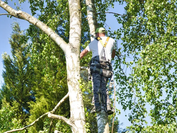 Närbild Mogen Professionell Manlig Träd Trimmer Hög Topp Björk Träd — Stockfoto
