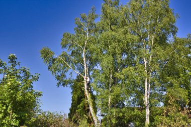 Yetişkin profesyonel ağaç budayıcı, huş ağacının tepesinde, gaz testeresiyle ağaç dalları kesiyor ve güvenli bir iş için başlık takıyor. Tehlikeli işleri kontrol etme uzmanı.