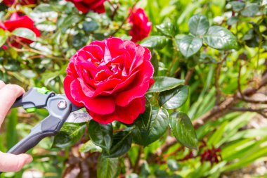 Bahçedeki solmuş kırmızı gül çiçeğini kesmek için makas kullanıyor. İlkbaharda özgün bir sahne