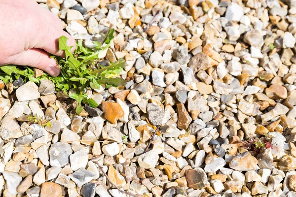 一个成熟的女人从地板上的石子上取下杂草 真正的园艺景观在春天 有选择的重点 — 图库照片