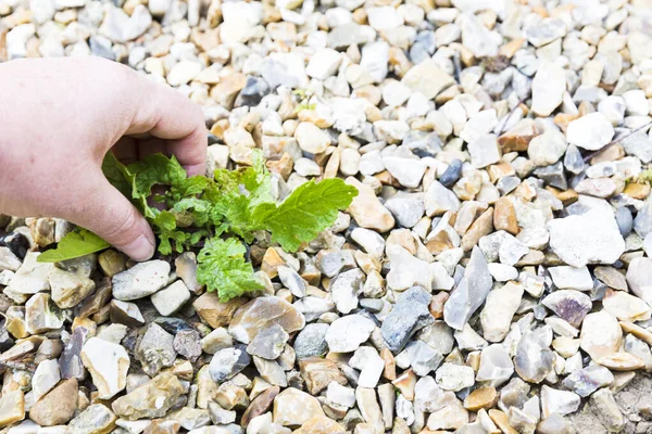 Olgun kadın eli yerdeki taşlardan yabani otları temizliyor. Bahar zamanı otantik bahçe sahnesi. Seçici odak